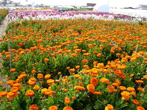 道の駅 ちくら･潮風王国お花畑　提供:(公社)千葉県観光物産協会